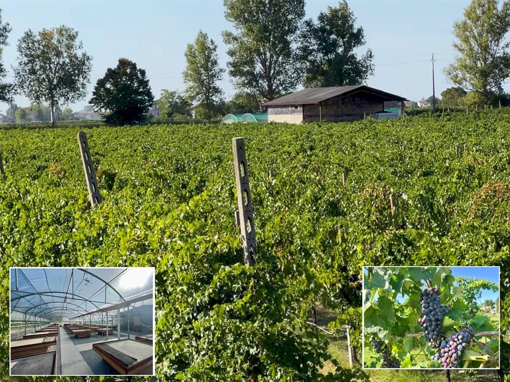 Terreno Agricolo in Vendita a Bagnacavallo