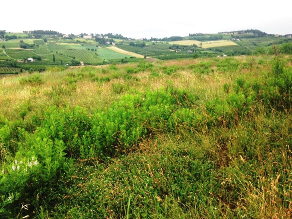 Vendita di un terreno residenziale di circa 10.000 mq. a Roncofreddo