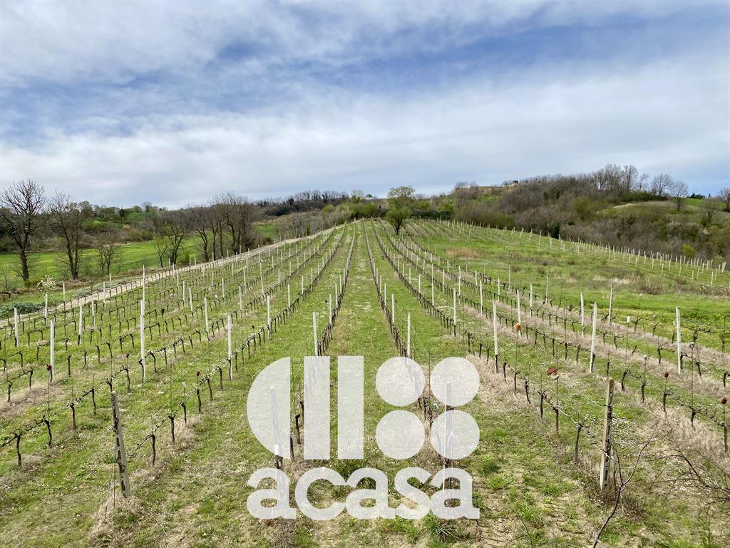 TERRENO AGRICOLO PRIMA COLLINA