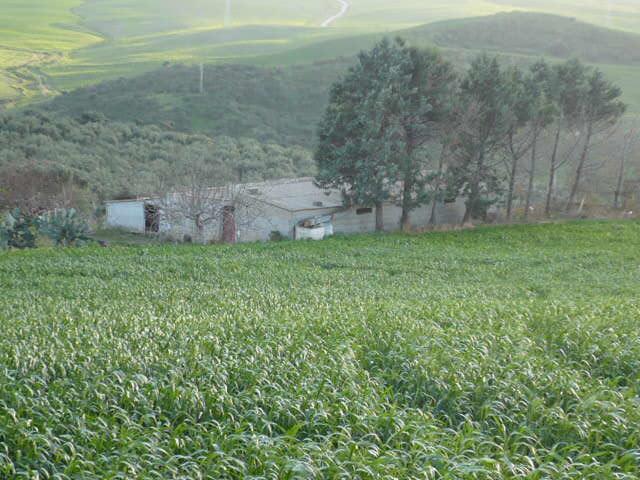 Terreno  panoramico con stalla di mq 140 e ovile destinazione verde agricolo