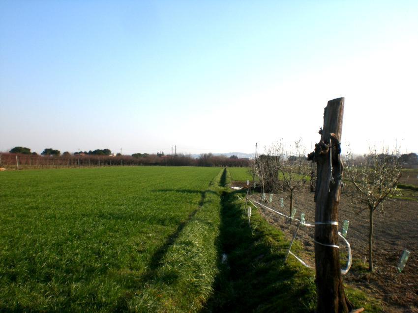 Vendita di un rustico a Cesena con quasi 3000 mq. di giardino