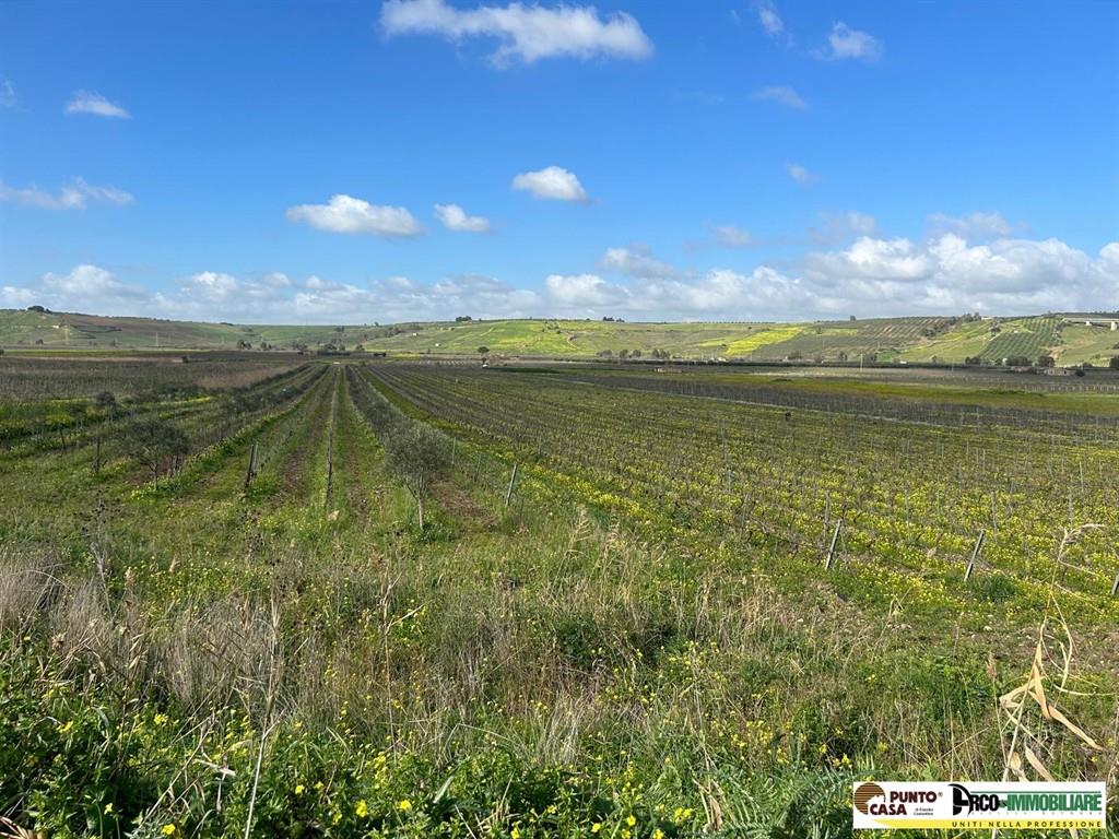 CASTELVETRANO VENDESI 3 ETTARI DI VIGNETO