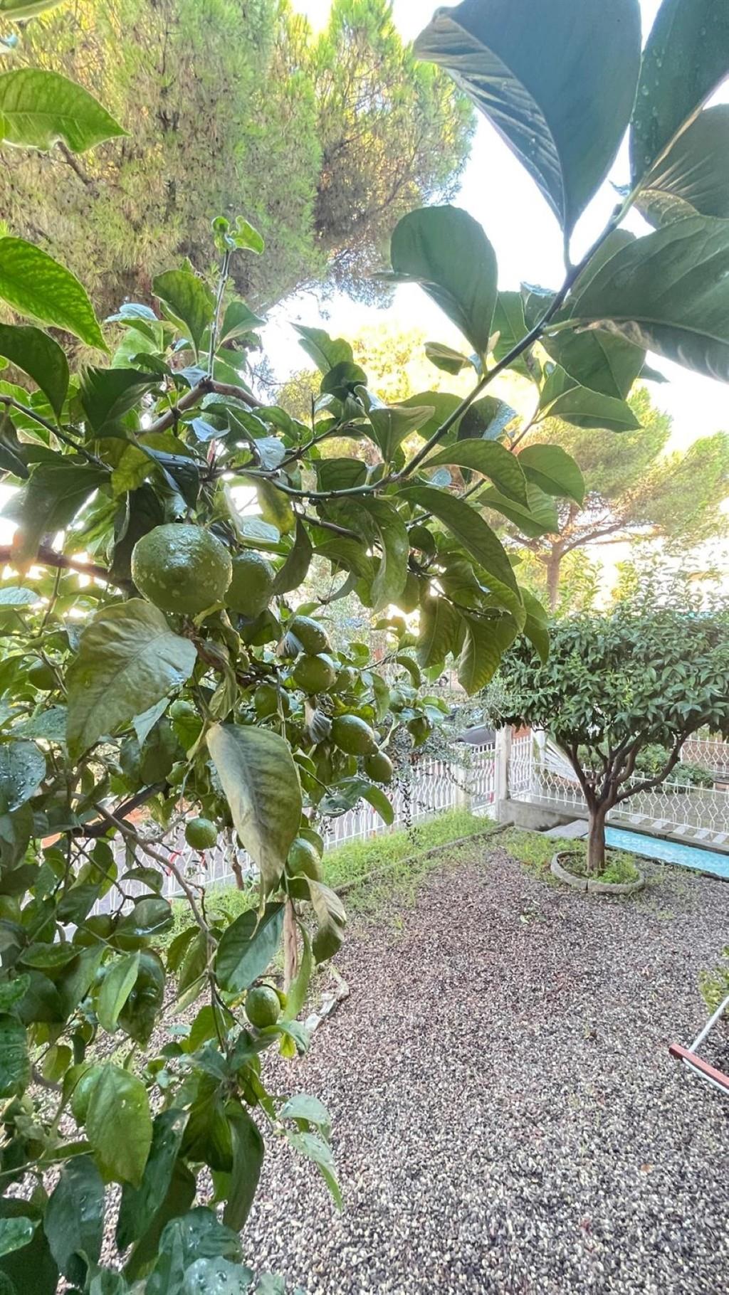 TRILOCALE CON GIARDINO
