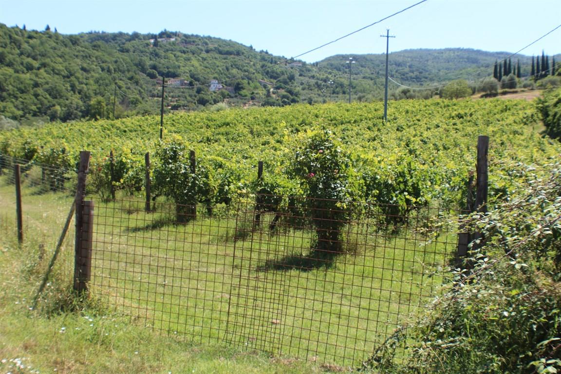 VENDESI VIGNETO DI 3,5 ETTARI ZONA COLLINARE MASSETO