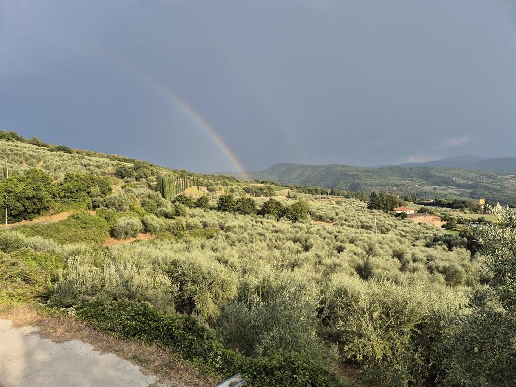 TERRENO VENDESI OLIVETA DI 780 OLIVI CON RIMESSA , POSSIBILITA' LUCE E ACQUA