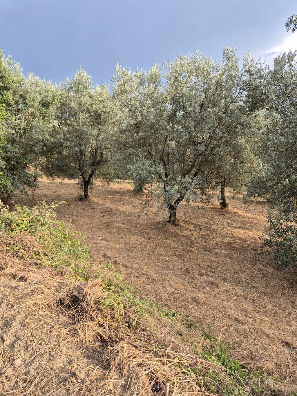 SIENA VENDESI TERRENO AGRICOLO CON OLIVETA ZONA COLONNA SAN MARCO