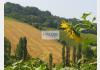 Terreno Agricolo in Vendita Faenza